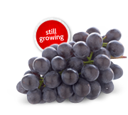 Ontario Fresh Grapes