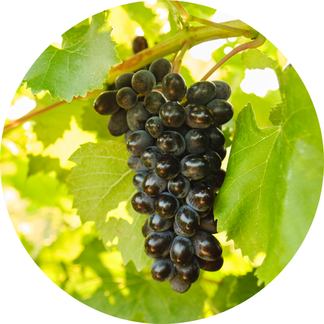 Jupiter<sup>®</sup> Grape Bunch