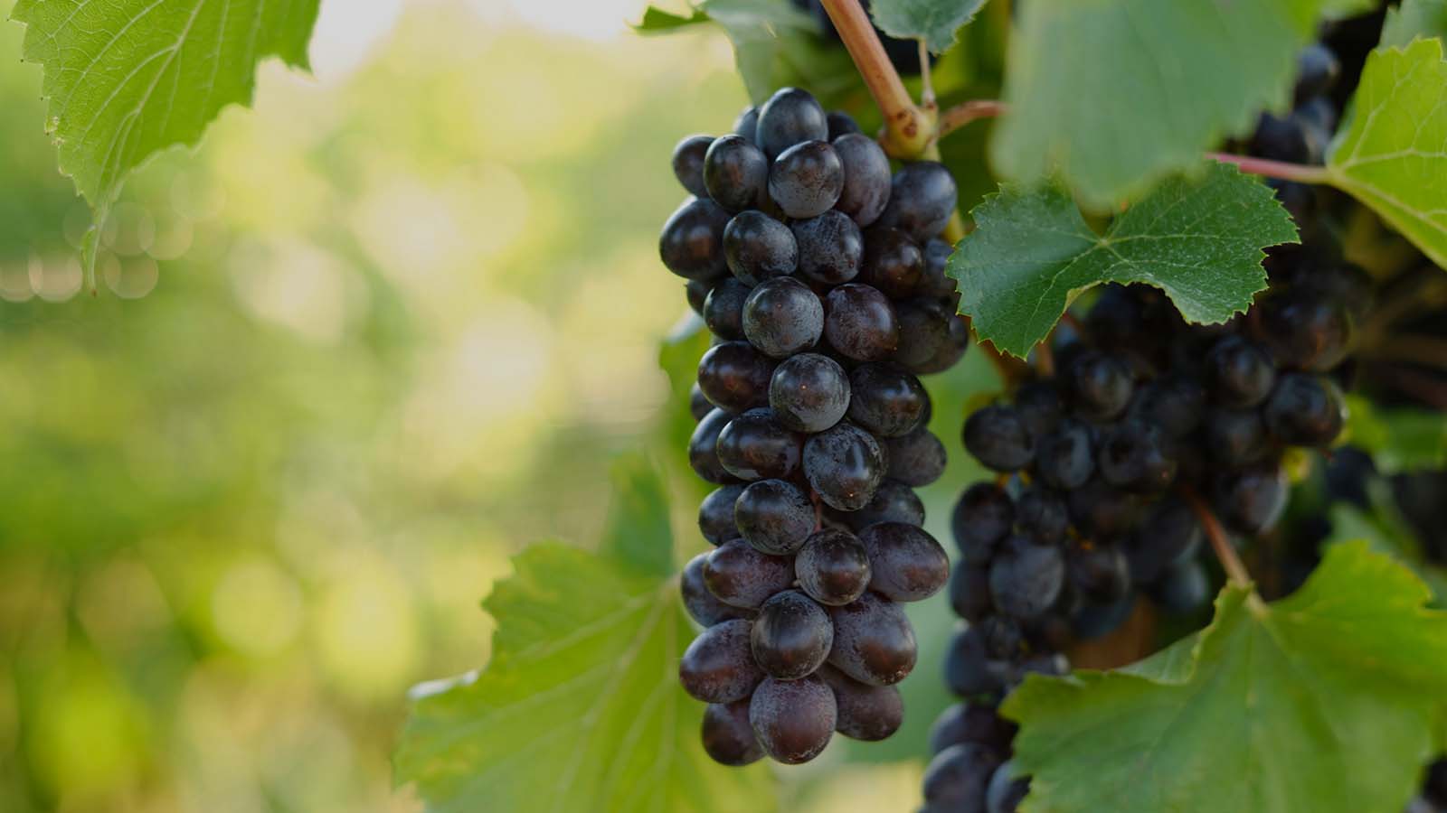 Grapes and Leaves