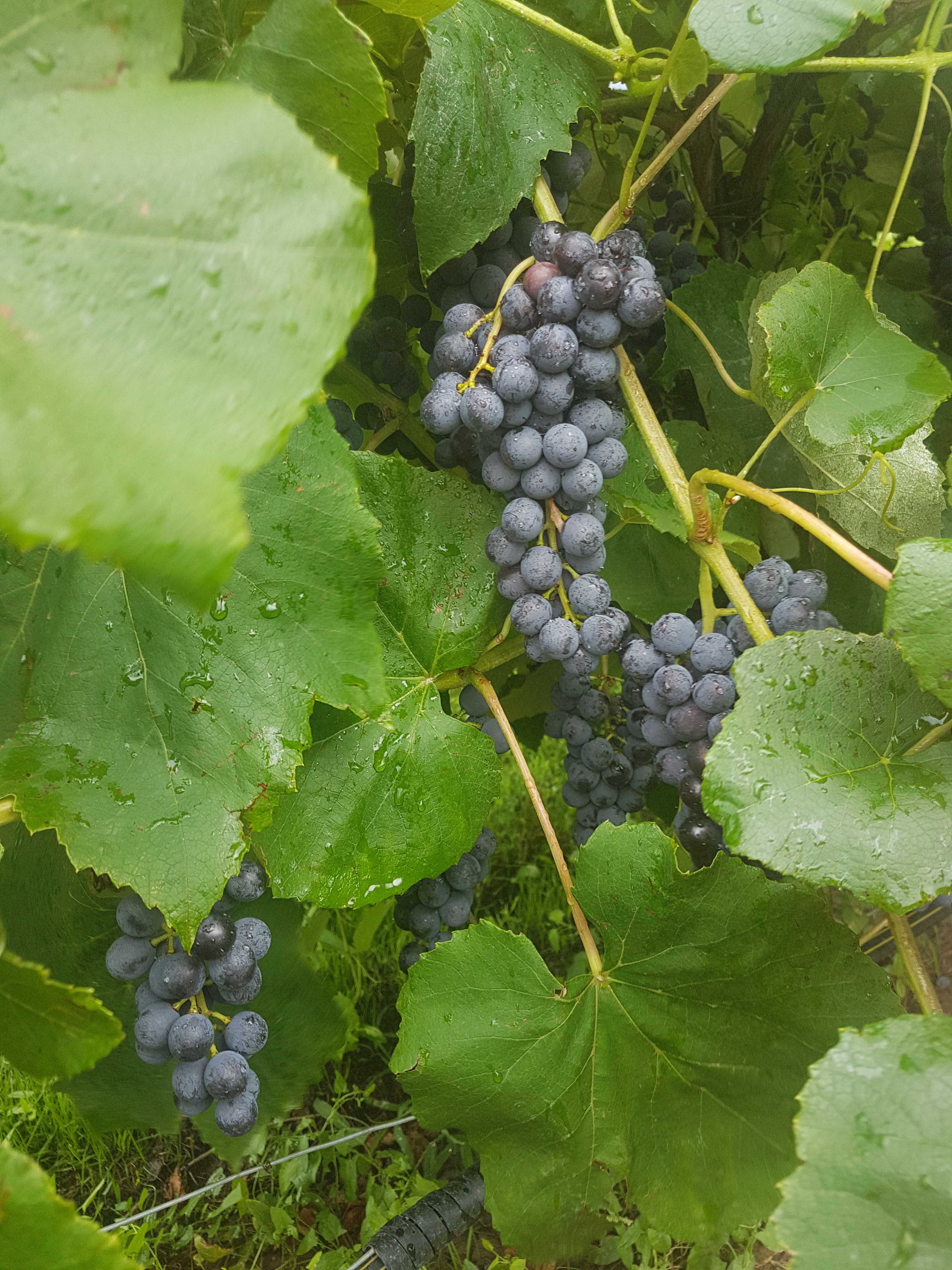 Ontario Tender Fruit : News : Ontario eyes variety development for ...