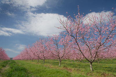Ontario Tender Fruit Orchard